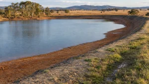 Exposed clay shoreline and damp grass beside an Australian dam, illustrating farm dam leaks.